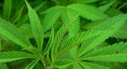 В Латвии создано Общество коноплеводов